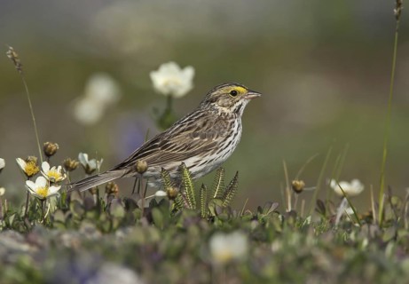 Savannah Sparrow (Passerculus sandwichensis), Alaska, USA