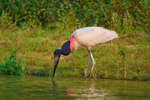 A thirsty Jabiru drinks from a body of water, its characteristic colours stand out from the