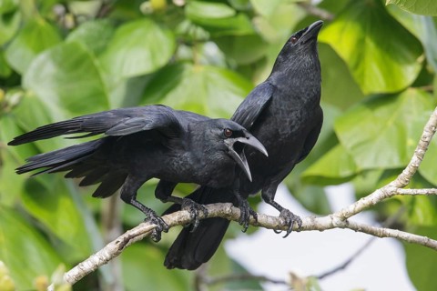Cuban Crow (Corvus nasicus) perched on a branch in Cuba