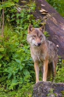 A eurasian gray wolf (Canis lupus lupus) stands on a hill between rocks and logs, watching