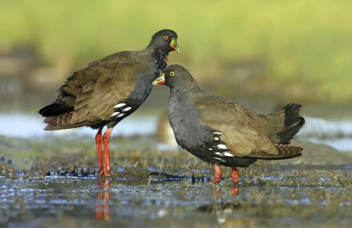 Black-tailed Nativehen (Tribonyx ventralis), Victoria, Australia