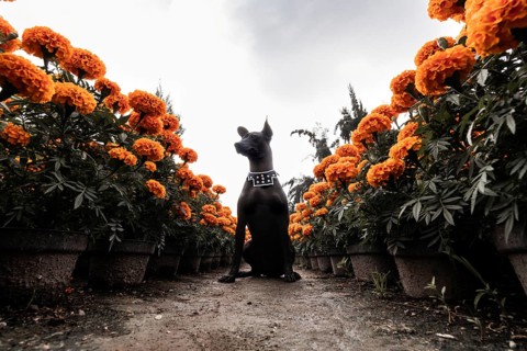 A Xoloitzcuintle dog sits proudly among rows of blooming cempasuchil flowers in Xochimilco, Mexico.
