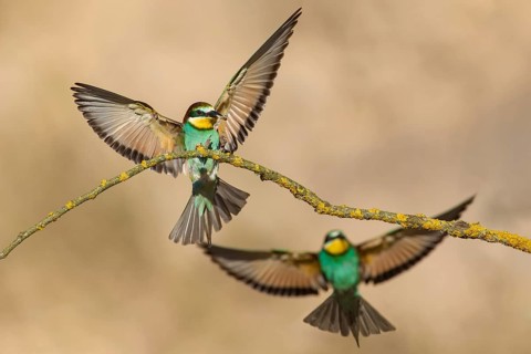 European Bee-eater (Merops apiaster) perched on a branch, Poland
