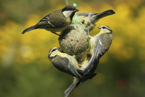 Great Tit & Eurasian Blue Tit (Parus major & Cyanistes caeruleus), Lower Saxony, Germany