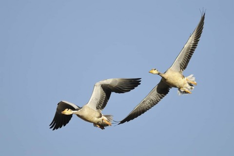 Bar-headed Goose (Anser indicus) flying, Tibet, China