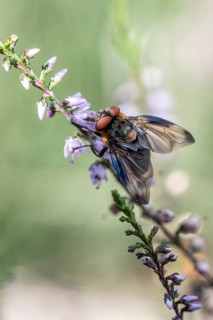 Shiny wedge-spotted hoverfly (Eristalis rupium), Emsland, Lower Saxony, Germany