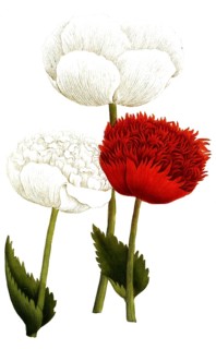 Botany, plants, papaver fativum, historical botanical name that is now synonymous with opium poppy,