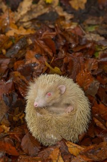 European hedgehog (Erinaceus europaeus) adult white or albino animal on a pile of fallen autumn