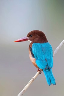 White-throated kingfisher (Halcyon smyrnensis), Israel, Middle East