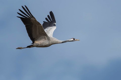 Common Crane (Grus grus) flying, Mecklenburg-Western Pomerania, Germany
