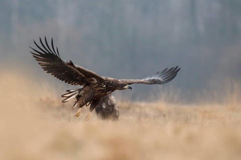 White-tailed Eagle (Haliaeetus albicilla) juvenile flying, Poland