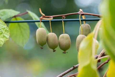 Mini kiwi (Actinidia arguta),  Germany