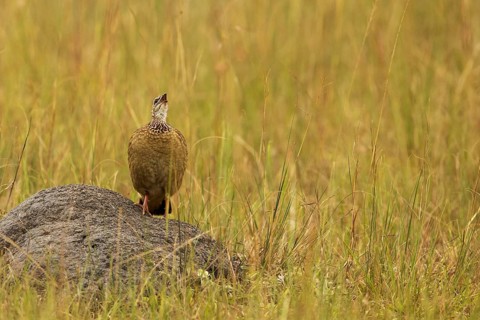 Crested Francolin (Dendroperdix sephaena) calling, perched on a rock, Lake Mburo National Park,