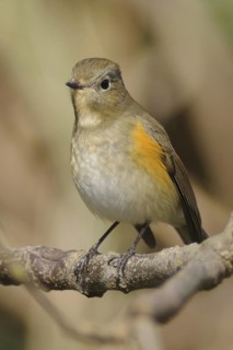 Red-flanked Bluetail (Tarsiger cyanurus), Poyang Lake, China