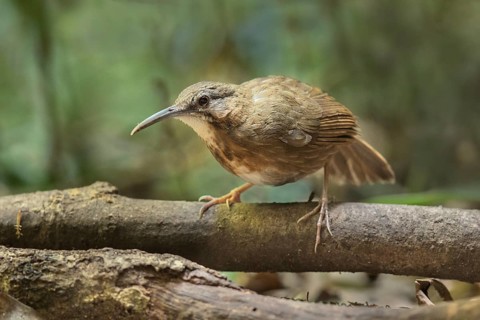 Short-tailed Scimitar Babbler (Jabouilleia danjoui), Bidoup National Park, Vietnam