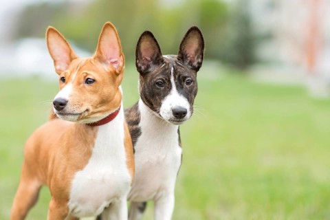 Small Basenji puppies stroll outdoors with their owner, capturing the joy of an afternoon walk.