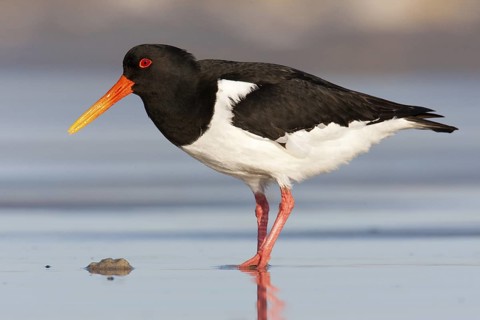 Eurasian Oystercatcher (Haematopus ostralegus), Schleswig-Holstein, Germany