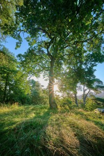 The morning sun shimmers through the branches of a tall tree, Queens View, Fincastle, Pitlochry,