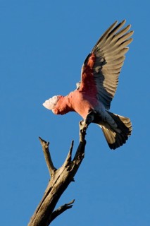 Galah (Eolophus roseicapilla), Australian Capital Territory, Australia