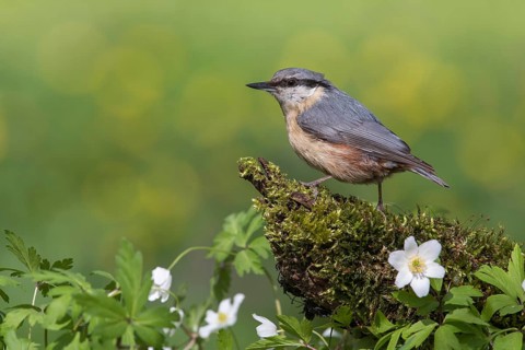 Eurasian Nuthatch (Sitta europaea) perched on a stump amongst flowers, Poland