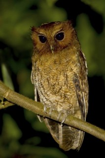 Rufescent Screech Owl (Megascops ingens), Manu National Park, Peru