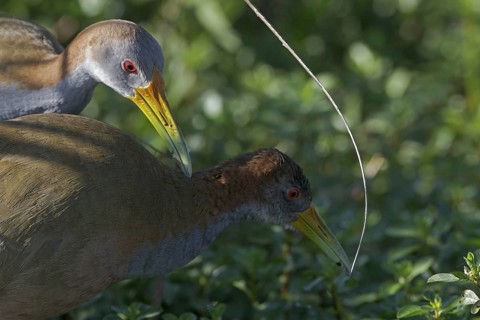 Giant Wood Rail (Aramides ypecaha) pair displaying, Corrientes, Argentina