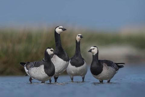 Barnacle Goose (Branta leucopsis) quartet in shallow water, Schleswig-Holstein, Germany