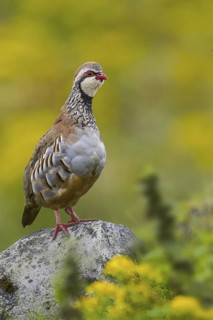 Red-legged Partridge (Alectoris rufa), Yorkshire, United Kingdom