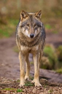 A wolf stands attentively on a forest path and looks ahead, Wolf (Canis lupus), Germany