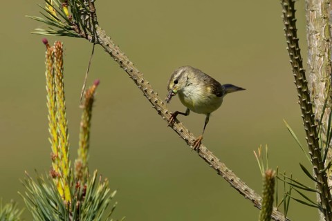 Willow warbler (Phylloscopus trochilus) adult songbird bird with insects for food in its beak in a