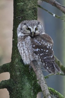 Rauhfusskauz auf Ruhebaum; Tageseinstand; lat. Aegolius funereus; Nationalpark Bayerischer Wald;
