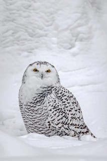 Snowy owl, white owl, Arctic owl (Bubo scandiacus, Strix scandiaca) female in the snow on the