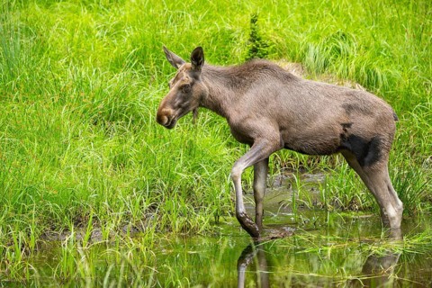 Eurasian elk (Alces alces) walking in a little swamp in early summer, Bavarian Forest, Bavaria,