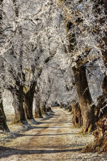 Snow-covered path through an avenue of large, frozen trees, Linden avenue near Maria Schnee,