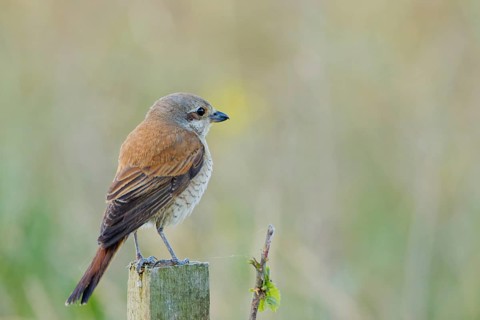 Female red-backed shrike (Lanius collurio) perched on a wooden post in open meadow habitat, Poland