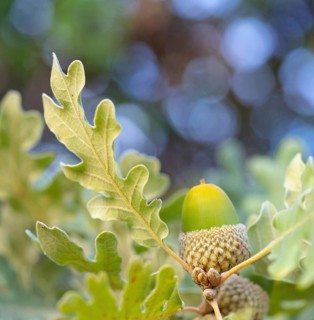 Cork oak (Quercus suber), acorn, Birdwatching Villuercas, Canamero, Extremadura / Caceres, Spain