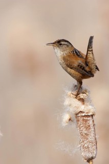 Marsh Wren (Cistothorus palustris), British Columbia, Canada