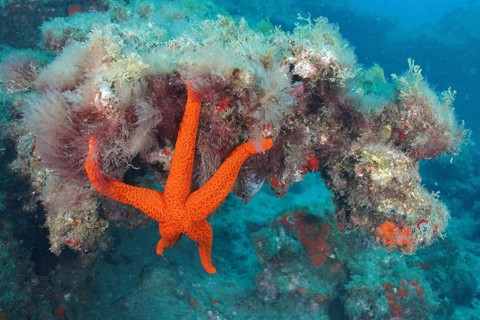 Orange-coloured starfish (Hacelia attenuata)