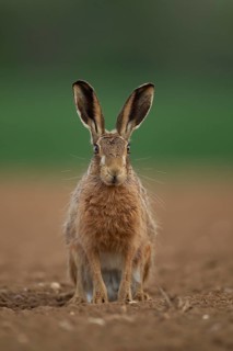 European brown hare (Lepus europaeus) adult animal on a farmland ploughed field in summer, England,