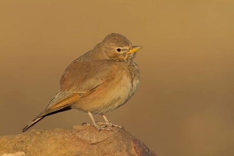 Desert Lark - Steinlerche - Ammomanes deserti ssp. payni, Morocco