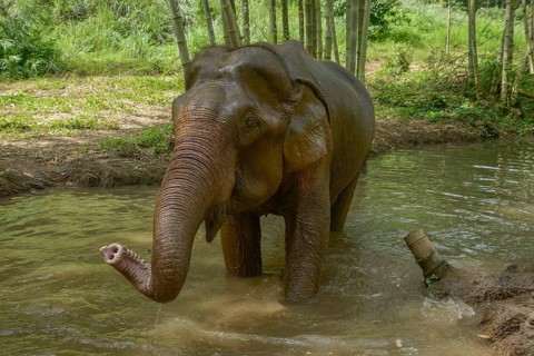 An Asian elephant wades through a serene river in Thailand, its trunk playfully curled. The