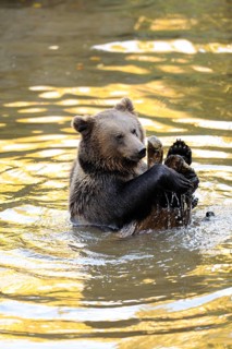 Young bear lying on its back in the water and playing happily, Eurasian brown bear (Ursus arctos