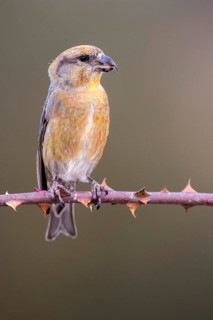 Red Crossbill (Loxia curvirostra) male perched on a branch, Aragon, Spain