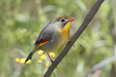 Red-billed Leiothrix, Leiothrix lutea