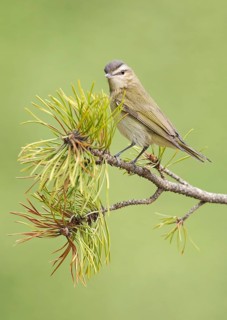 Red-eyed Vireo (Vireo olivaceus) perched on a twig, Texas, USA