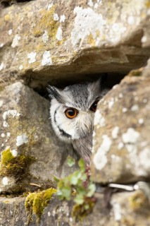 Southern White-faced Owl (Ptilopsis granti) captive, peering out of a wall gap, Germany
