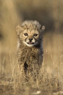 Cheetah (Acinonyx jubatus) cub portrait, Castile-La Mancha, Spain