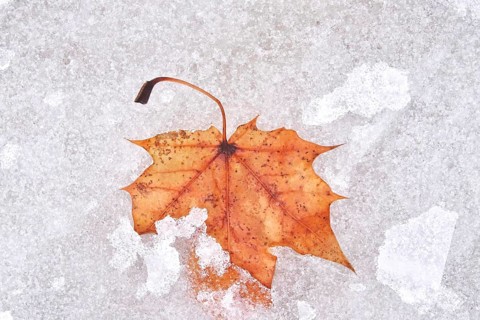 Autumn leaf and ice cream, winter, Germany