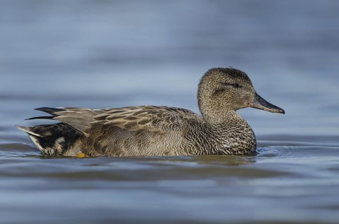 Gadwall (Mareca strepera) male, Schleswig-Holstein, Germany