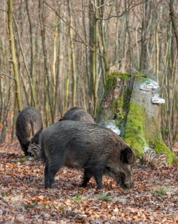 Wild boar, wild boar (Sus scrofa), bucks with young boars foraging in the forest, Germany